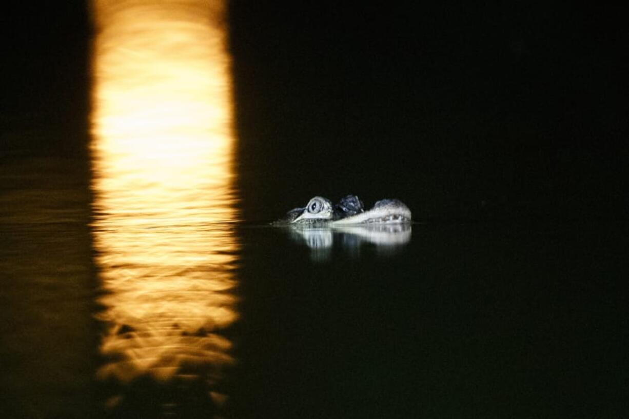 An alligator floats in the Humboldt Park Lagoon, Tuesday, July 9, 2019, in Chicago. Officials couldn’t say how the creature got there, but traps are being placed around the lagoon in hopes the animal will swim into one and be safely removed. (Armando L.