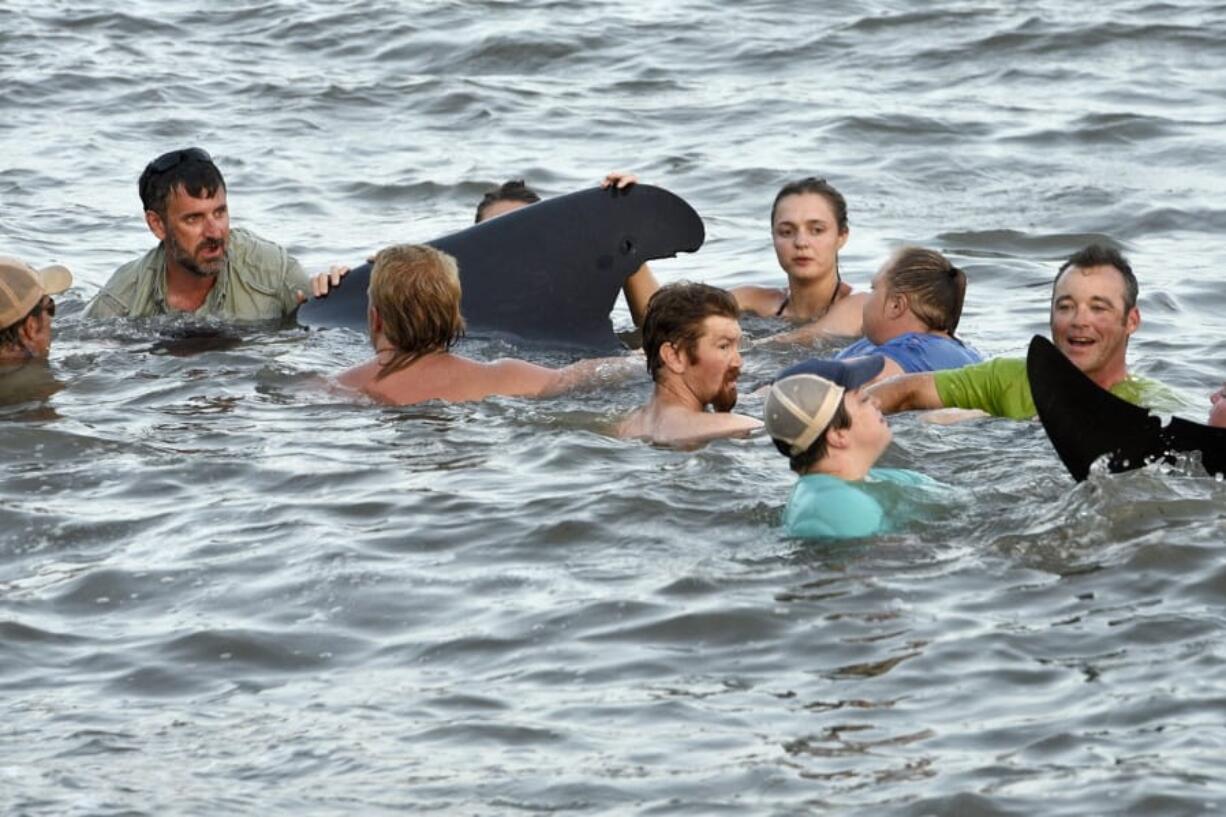 Georgia Department of Natural Resources personnel and beachgoers struggle to keep a short-fin pilot whale from crashing into the seawall on St. Simons Island, Ga., Tuesday, July16, 2019. Dozens of pilot whales beached themselves on a Georgia shore and most were rescued by authorities and onlookers who pulled the animals further into the water.