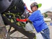 FILE - In this Aug. 9, 2017, file photo, Chris Duran Jr, 7 helps roast green chile with his family outside the Big Lots in Santa Fe, N.M. A hybrid version of a New Mexico chile plant has been selected to be grown in space as part of a NASA experiment, officials recently announced.