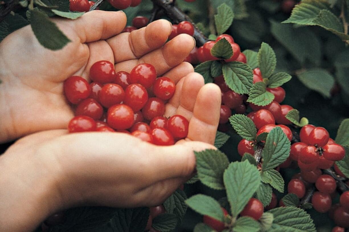 Nanking cherries are borne on large bushes that usually bear enough sweet-tart cherries to thoroughly clothe the stems.