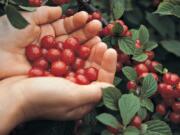 Nanking cherries are borne on large bushes that usually bear enough sweet-tart cherries to thoroughly clothe the stems.