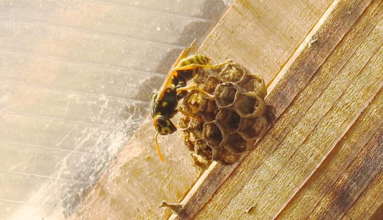 Yellow jackets typically live in underground burrows although some species build paper nests elsewhere, as shown here. They can be vicious around people and pets and attack vigorously when threatened.