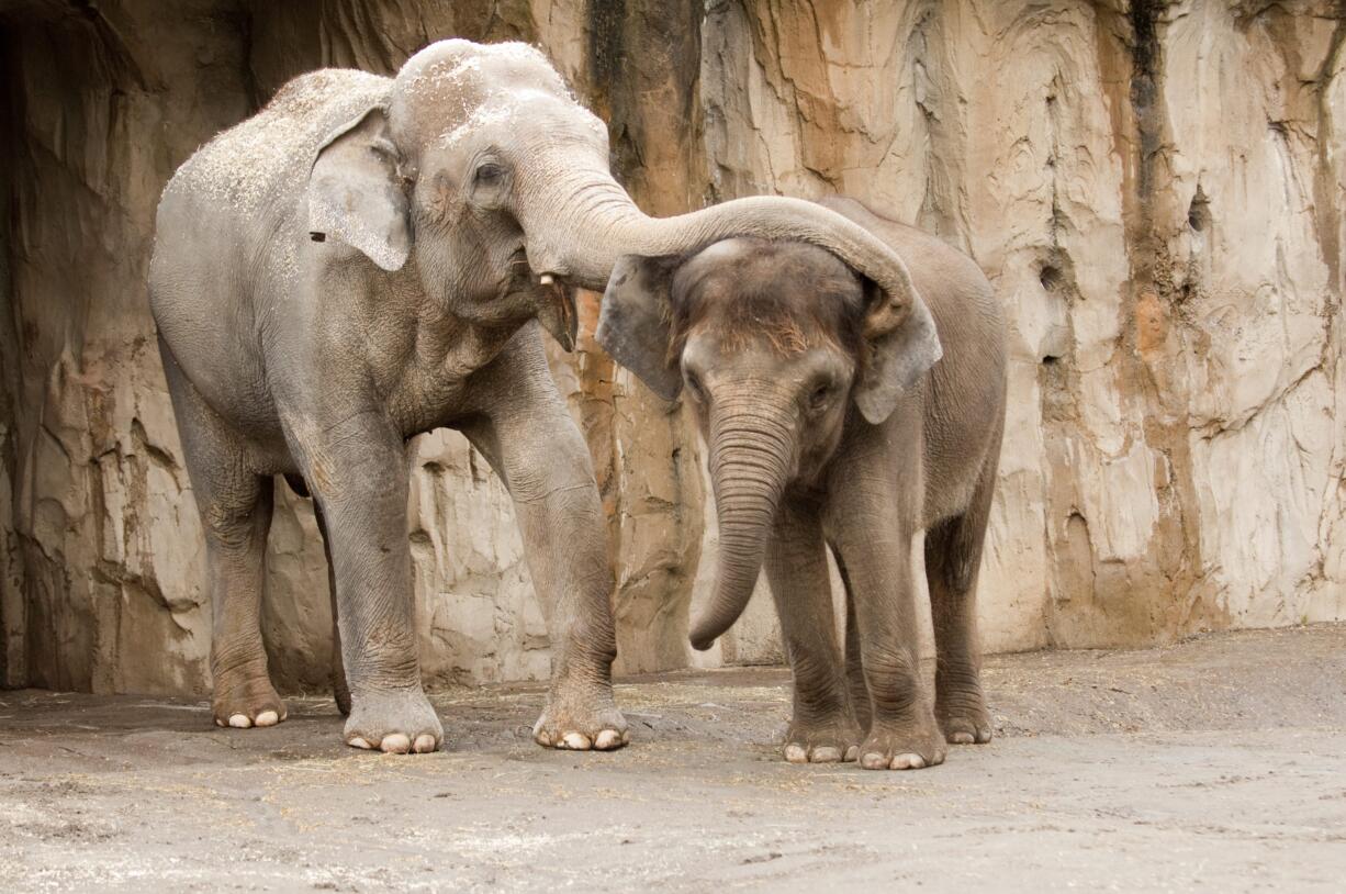 Asian elephant bull Rama, left, plays with female Asian elephant Chendra while on exhibit at the Oregon Zoo.