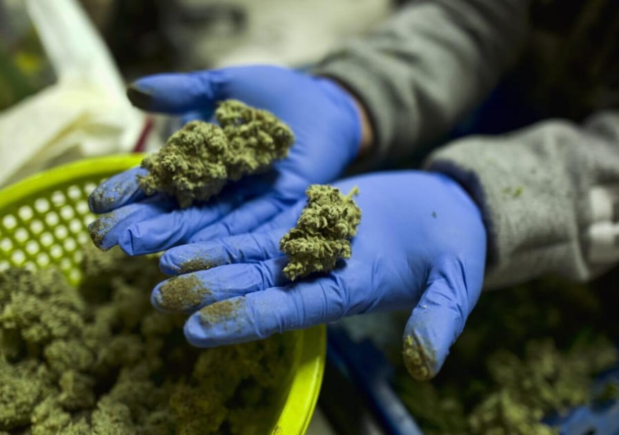 FILE - In this April 4, 2019 photo a cannabis worker displays fresh cannabis flower buds that have been trimmed for market in Gardena, Calif. A marijuana decriminalization bill introduced in Congress on Tuesday, July 23, would tax pot at the federal level, eliminate criminal penalties and allow people with federal pot convictions to seek expungement.