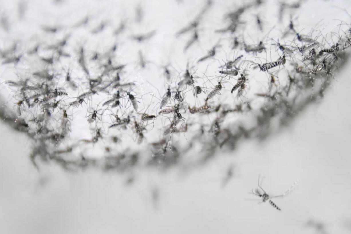 Male Aedes albopictus mosquitoes in a container at the company’s lab in Guangzhou, China, prepared for release. Researchers zapped the insects with a small dose of radiation and infected them with a virus-fighting bacterium called Wolbachia.