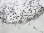 Male Aedes albopictus mosquitoes in a container at the company’s lab in Guangzhou, China, prepared for release. Researchers zapped the insects with a small dose of radiation and infected them with a virus-fighting bacterium called Wolbachia.