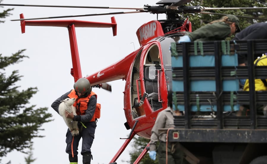 As others tend to two adult mountain goats on a flatbed truck in front of him, Derrick Halsey, a wildlife capture specialist known as a “mugger,” carries a kid mountain goat from a helicopter Tuesday, July 9, 2019, on Hurricane Ridge in the Olympic National Park near Port Angeles, Wash. For the second straight summer, mountain goats are flying in Olympic National Park. Officials this week began rounding up the sure-footed but nonnative mammals from remote, rugged parts of the park so they can be relocated into the Cascade Mountains, where they do belong.