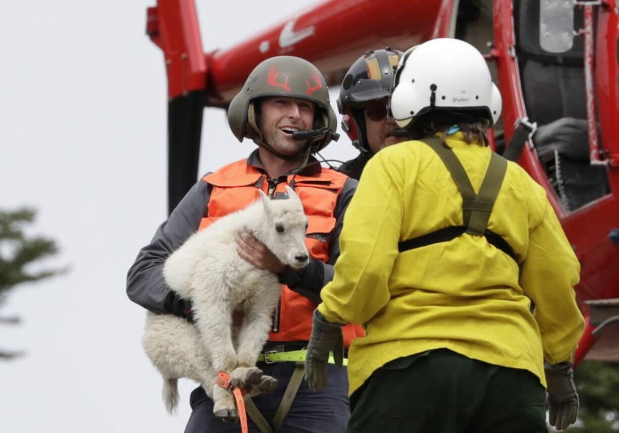 Derrick Halsey, a wildlife capture specialist known as a “mugger,” hands off a kid mountain goat to Olympic National Park Wildlife Branch Chief Patti Happe Tuesday, July 9, 2019, after airlifting the goat and two others to Hurricane Ridge in the park near Port Angeles, Wash. For the second straight summer, mountain goats are flying in Olympic National Park. Officials this week began rounding up the sure-footed but nonnative mammals from remote, rugged parts of the park so they can be relocated into the Cascade Mountains, where they do belong.