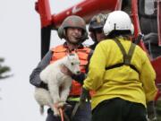 Derrick Halsey, a wildlife capture specialist known as a “mugger,” hands off a kid mountain goat to Olympic National Park Wildlife Branch Chief Patti Happe Tuesday, July 9, 2019, after airlifting the goat and two others to Hurricane Ridge in the park near Port Angeles, Wash. For the second straight summer, mountain goats are flying in Olympic National Park. Officials this week began rounding up the sure-footed but nonnative mammals from remote, rugged parts of the park so they can be relocated into the Cascade Mountains, where they do belong.