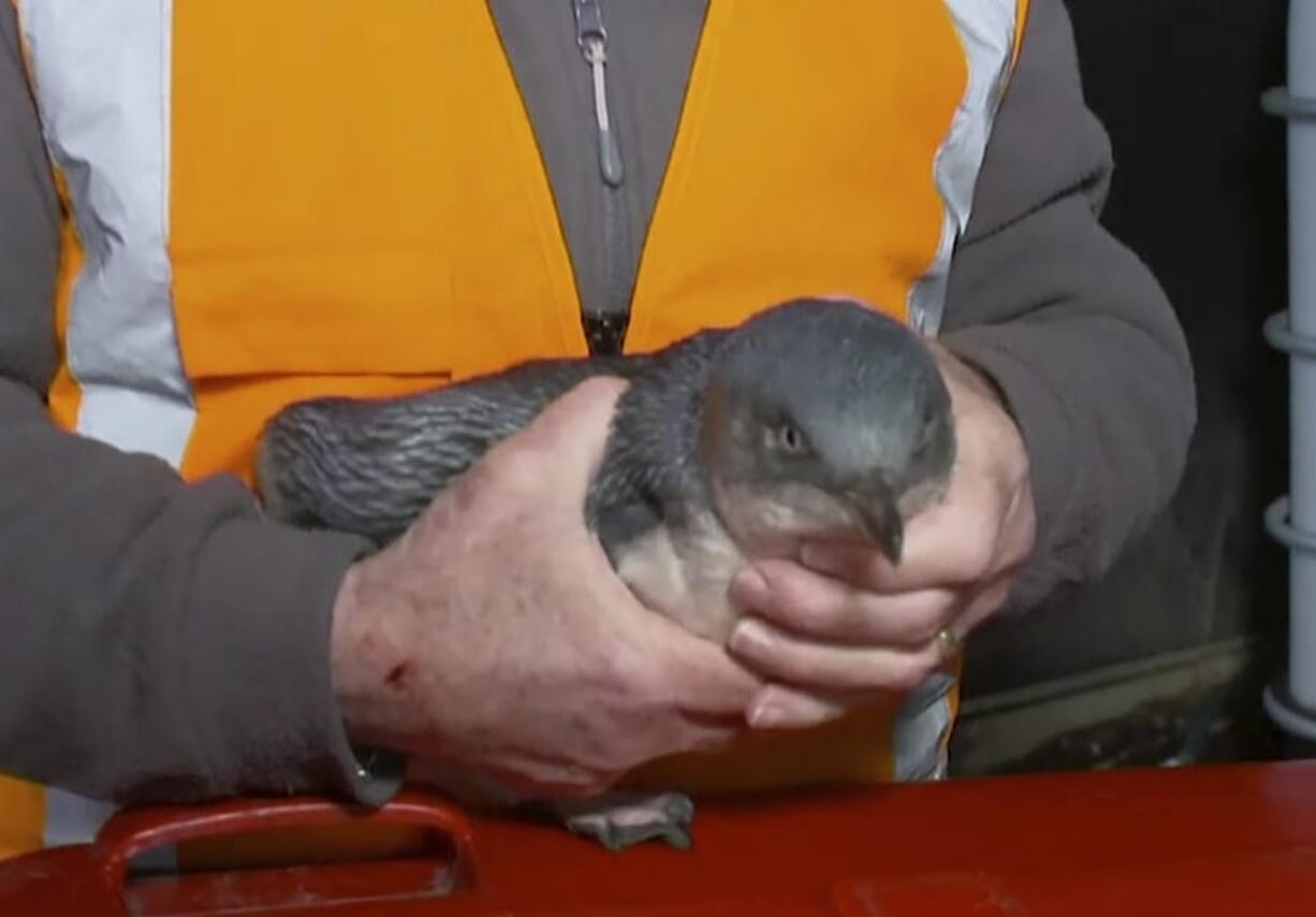 In this July 15, 2019, image made off from a video, a man holds penguin near a sushi shop in Wellington, New Zealand. A pair of “vagrant” blue penguins have been forcibly removed after waddling into a New Zealand sushi shop and refusing to leave.