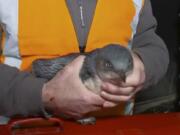 In this July 15, 2019, image made off from a video, a man holds penguin near a sushi shop in Wellington, New Zealand. A pair of “vagrant” blue penguins have been forcibly removed after waddling into a New Zealand sushi shop and refusing to leave.