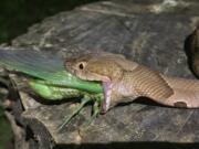 This July 17, 2019 photo provided by Charlton McDaniel of Fort Smith, Ark., shows a copperhead snake eating a cicada in Arkansa’s Ozark National Forest. McDaniel of said Thursday, July 25, 2019, that he was “fascinated and captivated” to see a copperhead eat a newly emerged cicada at dusk on July 17. McDaniel says he went to the forest for moonlight kayaking and noticed the molting cicada. McDaniel scared off a nearby snake, but the reptile returned to gobble the insect.