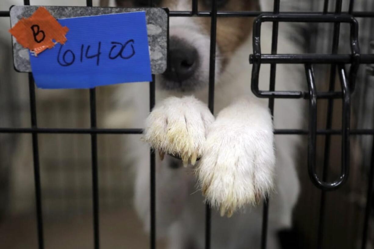 A Parson Russell terrier sits in a kennel June 14 at St. Hubert’s Animal Welfare Center after being treated in Madison, N.J. A pet’s torn knee ligaments or a broken leg that needs surgery could cost a few thousand dollars. Pet insurance can defray some of the costs.