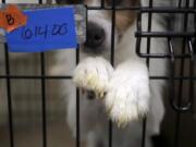 A Parson Russell terrier sits in a kennel June 14 at St. Hubert’s Animal Welfare Center after being treated in Madison, N.J. A pet’s torn knee ligaments or a broken leg that needs surgery could cost a few thousand dollars. Pet insurance can defray some of the costs.