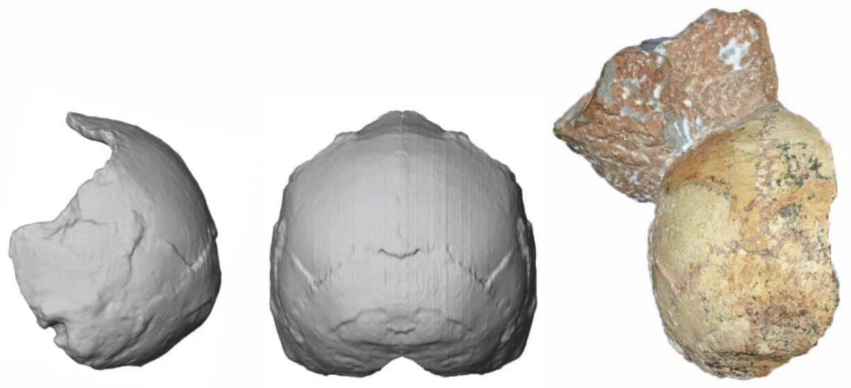 The Apidima 1 partial cranium fossil, right, with a piece of rock still attached, and its digital reconstruction from a posterior view, middle, and a side view, left. The rounded shape of the Apidima 1 cranium is a unique feature of modern humans and contrasts sharply with Neanderthals and their ancestors.