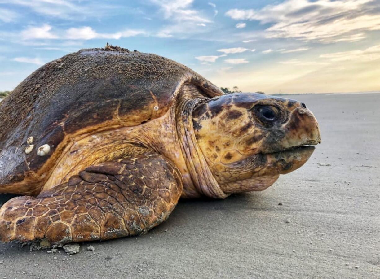 In this July 5, 2019, photo provided by the Georgia Department of Natural Resources, a loggerhead sea turtle returns to the ocean after nesting on Ossabaw Island, Ga. The giant, federally protected turtles are having an egg-laying boom on beaches in Georgia, South Carolina and North Carolina, where scientists have counted record numbers of nests this summer.