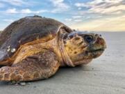 In this July 5, 2019, photo provided by the Georgia Department of Natural Resources, a loggerhead sea turtle returns to the ocean after nesting on Ossabaw Island, Ga. The giant, federally protected turtles are having an egg-laying boom on beaches in Georgia, South Carolina and North Carolina, where scientists have counted record numbers of nests this summer.