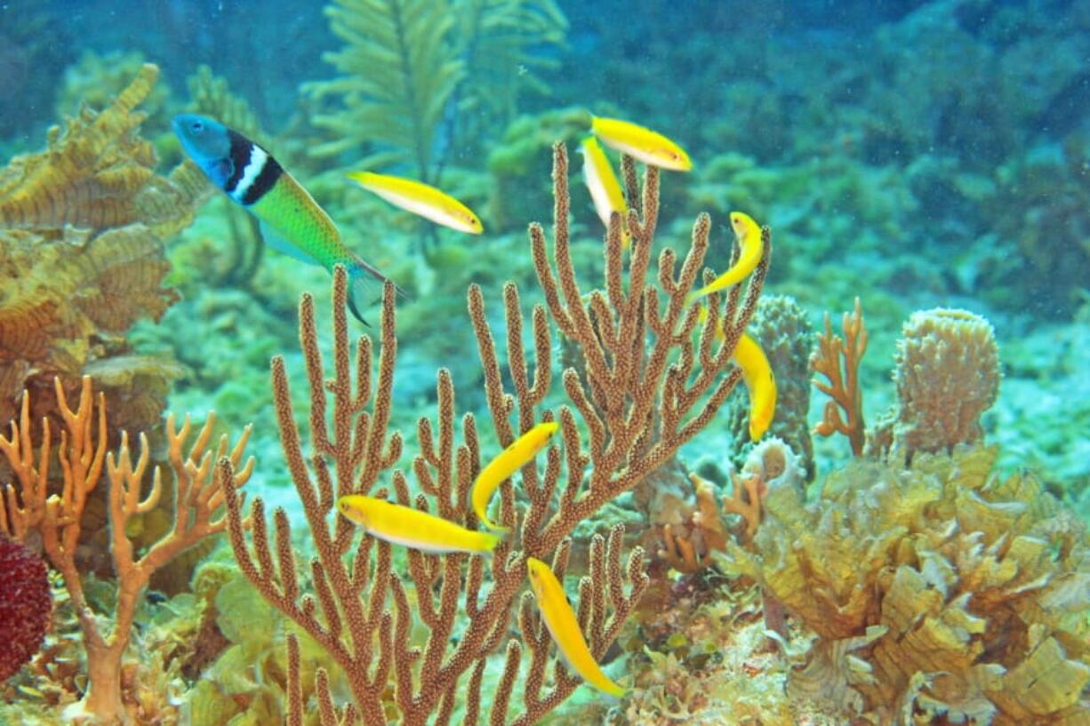 A dominant male bluehead wrasse, upper left, defends its spawning territory and a group of females, yellow, off the coast of Florida. Normally the male and females stay as they are, feeding together and occasionally mating. But if a predator happens to snatch up the lead male, the dominant female in the group will take up rank — by becoming a male.