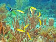 A dominant male bluehead wrasse, upper left, defends its spawning territory and a group of females, yellow, off the coast of Florida. Normally the male and females stay as they are, feeding together and occasionally mating. But if a predator happens to snatch up the lead male, the dominant female in the group will take up rank — by becoming a male.