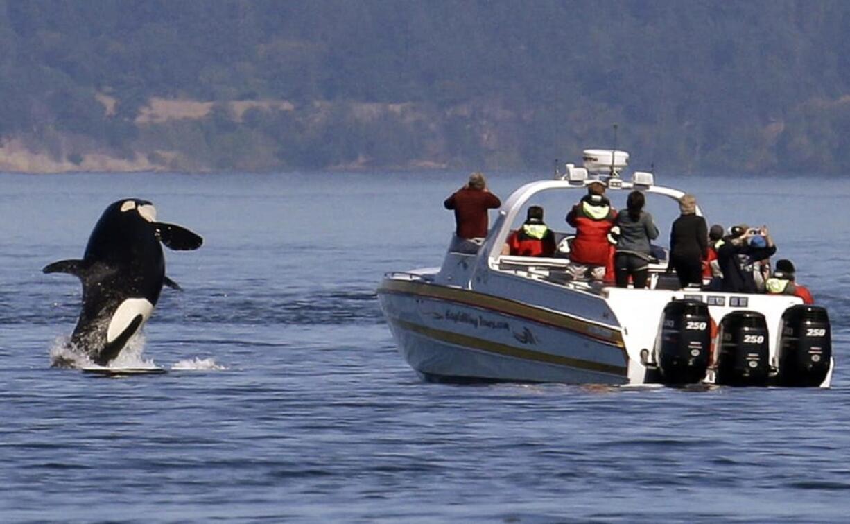 An orca leaps out of the water near a whale watching boat in the Salish Sea in the San Juan Islands in 2015. After an unusual absence, the endangered orcas were recently seen on the west side of San Juan Island.