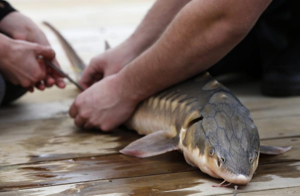 In this Thursday, April 25, 2019 photo, an endangered shortnose sturgeon is fitted with a microchip after being caught in a net from the Saco River in Biddeford, Maine. The fish was measured and tagged before being released by students at the University of New England. The shortnose sturgeon is showing signs of bouncing back. In Maine, scientists have captured about 75 this decade on the Saco River, where they were previously never seen. (AP Photo/Robert F.