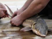 In this Thursday, April 25, 2019 photo, an endangered shortnose sturgeon is fitted with a microchip after being caught in a net from the Saco River in Biddeford, Maine. The fish was measured and tagged before being released by students at the University of New England. The shortnose sturgeon is showing signs of bouncing back. In Maine, scientists have captured about 75 this decade on the Saco River, where they were previously never seen. (AP Photo/Robert F.