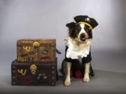 Australian shepherd Skye poses for a press photo while dressed as a pirate in August 2018.