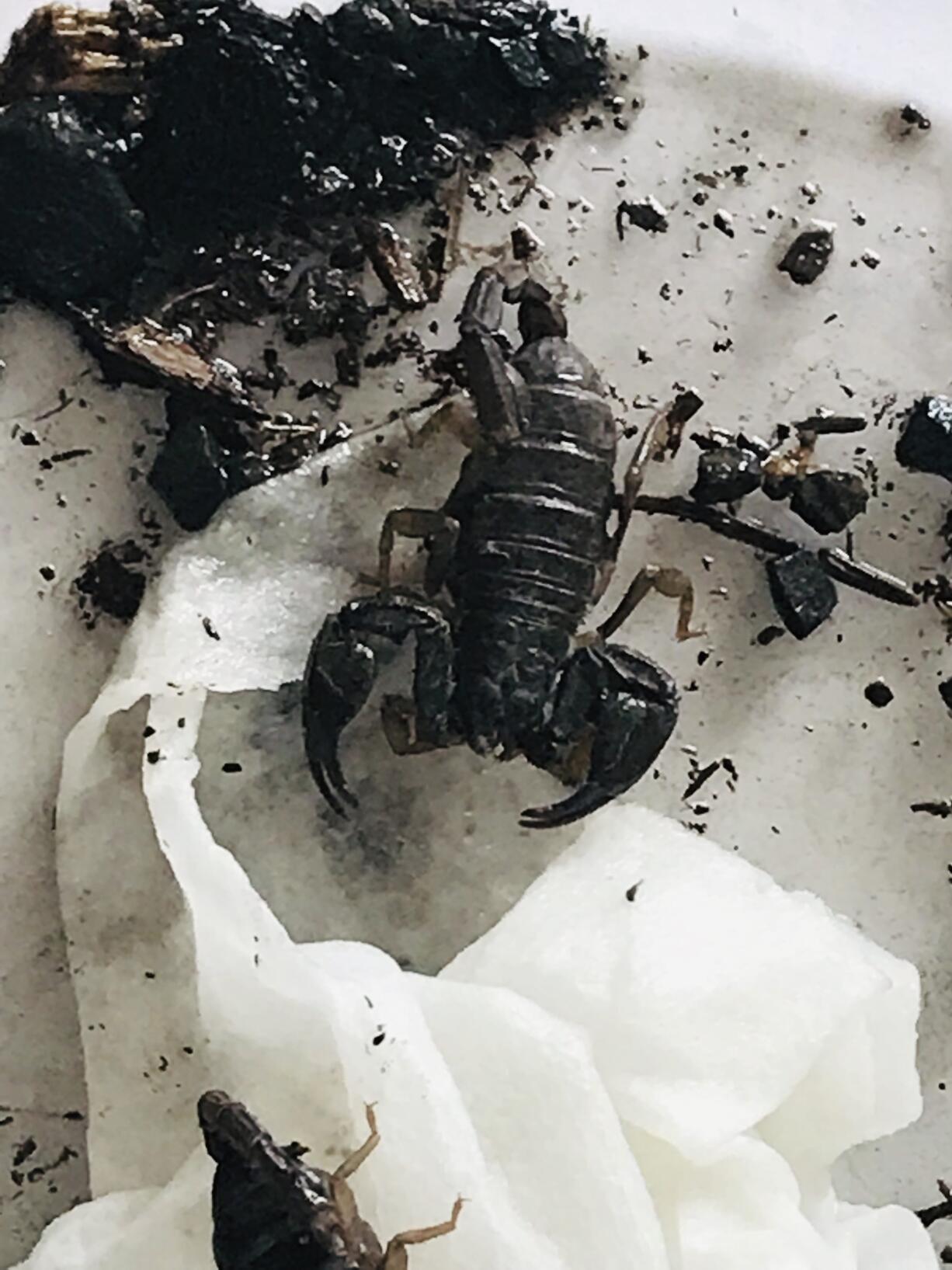 On duty personnel at Keizer Fire District Headquarters were surprised by a member of the public who brought four live scorpions to the fire station in Keizer.