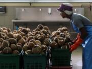 A worker pushes baskets of cleaned coconuts at the cleaning and peeling station of the Merit Food Products Co. coconut milk factory, in Nongkangkok, Thailand.