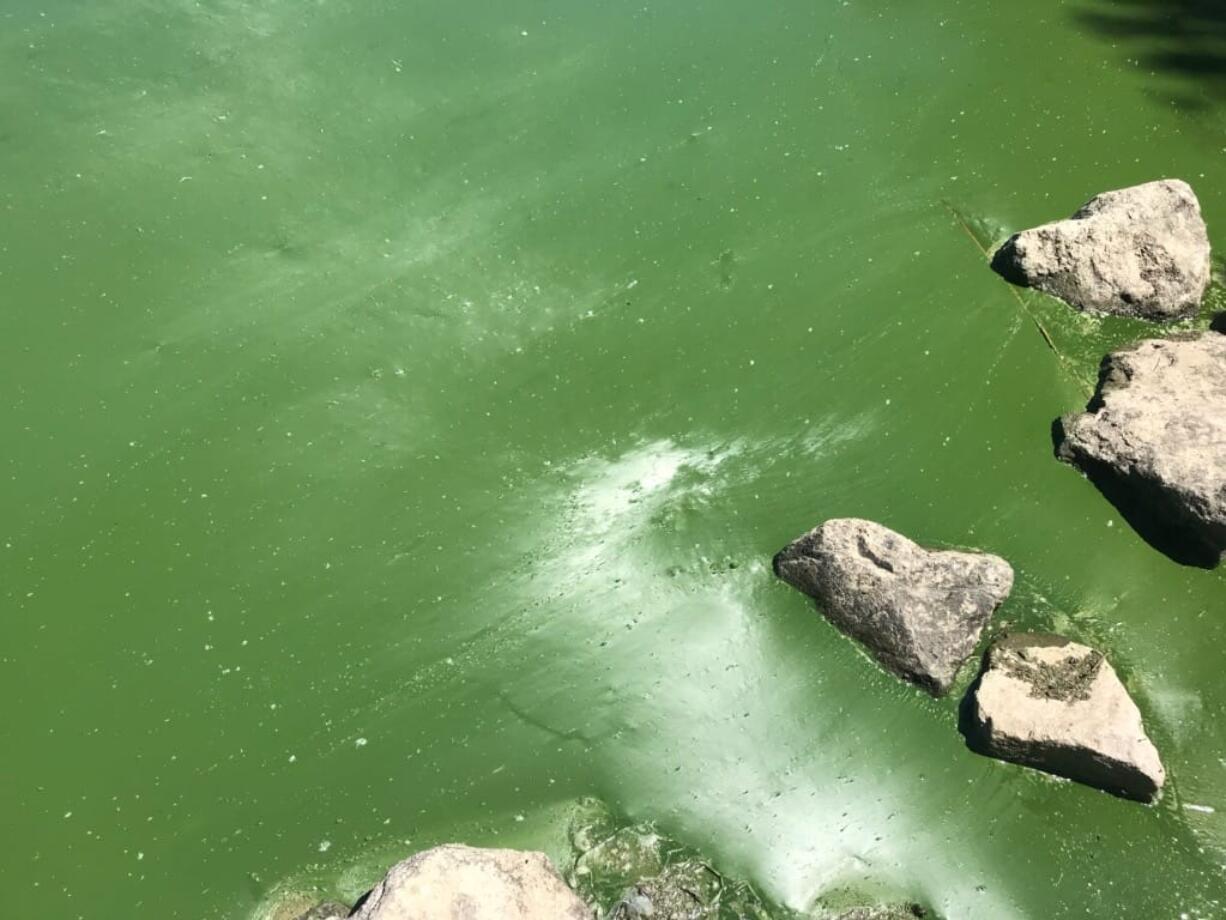 A blue-green algae bloom can be seen in the flushing channel of Vancouver Lake.