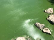 A blue-green algae bloom can be seen in the flushing channel of Vancouver Lake.