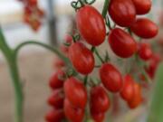 Tomatoes come in a variety of shapes, sizes and colors — including these red grape tomatoes.