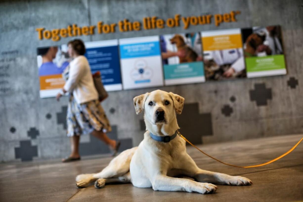 Vancouver-based Banfield Pet Hospital has implemented a health and well-being program for its associates to help fight increased suicide rates for veterinarians.