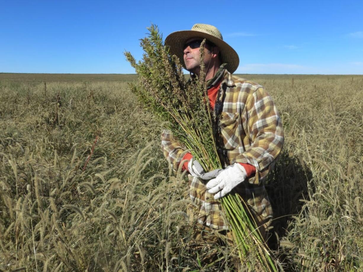 Hemp chef Derek Cross helps harvest hemp in 2013 during the first known harvest of the plant in more than 60 years, in Springfield, Colo. More farmers are ditching traditional crops such as soybeans in favor of hemp.