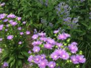 Stokes aster is among long flowering summer perennials that will keep the gardener and the pollinator sustained.