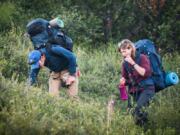 Two backpackers pause to pick wild blueberries while hiking in Denali, Alaska. Kent Miller/U.S.