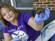 Donna Mowery, from Catawissa, Mo., holds an immature big brown bat July 23 at her home, where she is raising three young bats that she rescued. J.B. Forbes/St.