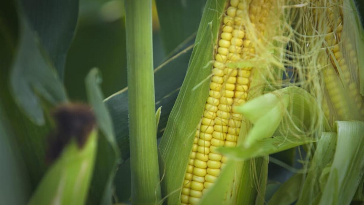 Corn was first domesticated in Mexico about 10,000 years ago.