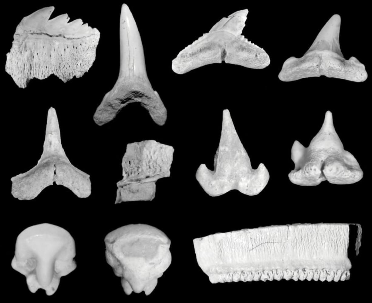 Various late Eocene shark and ray teeth from the Dry Branch Formation, Aiken County, S.C. David J. Cicimurri and James L.