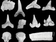 Various late Eocene shark and ray teeth from the Dry Branch Formation, Aiken County, S.C. David J. Cicimurri and James L.