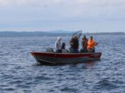 An angler fights a salmon at Buoy 10 at the mouth of the Columbia River. Almost a million coho salmon are expected to enter the Columbia River this fall, many of them headed back to Washington streams.