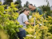 Megan Kanzler of Washougal, left, and husband Ryan Kanzler search for privacy hedges at Hidden Gardens Nursery on Wednesday morning. “It’s sad to see them go out of business. We’ve always liked coming here. We want to support them,” said Megan Kanzler.