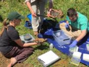 Researcher Dan Woodburn, right, said detailed records from past research have played an important part in research on shell disease in western pond turtles.