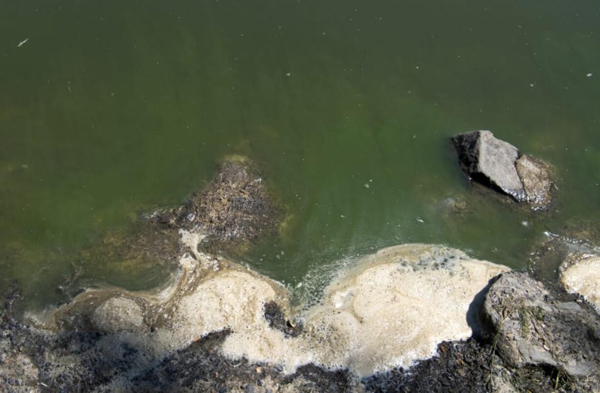 Streaks of blue-green algae are visible at Vancouver Lake on Monday. The lake is shallow and doesn’t have much circulation. It also has lots of nutrients, and has been hit with sunlight, warm weather and little rain lately. Those factors have contributed to the algae bloom issues, says Clark County Public Health.