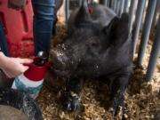 Isabella “Bella” Simpkins, 10, of Ridgefield gives some water to her pig Wednesday morning in the barn at the Clark County Fairgrounds in Ridgefield.