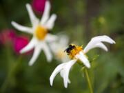 A bumblebee lands on a dahlia in the heritage garden at Fort Vancouver, where a Saturday garden party will feature tours, seed sales, live music and refreshments.