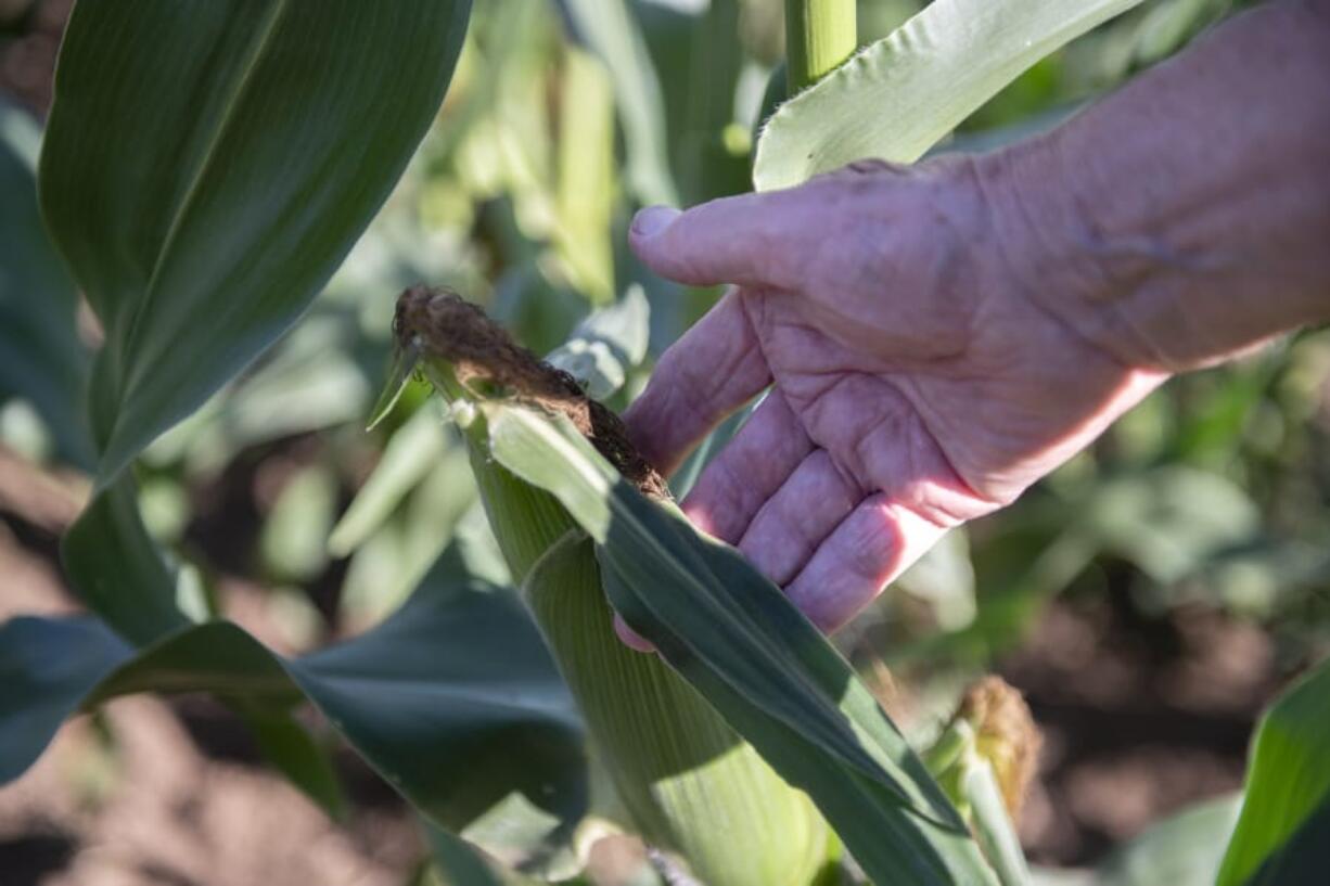 Bob Buker, 89, examines an ear of corn to determine if it is ready to be harvested at him farm on a warm August evening. According to Buker, the silk on the end of the corn turns brown as the corn ripens.