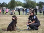 At right, Apollo waits with his handler, Kanessa Thompson, to meet members of the public Wednesday at the Washougal Community Fun Day.