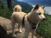 Niko went missing July 26 in the Gifford Pinchot National Forest. On Sunday, two park visitors spotted Niko, grabbed him and brought him home.