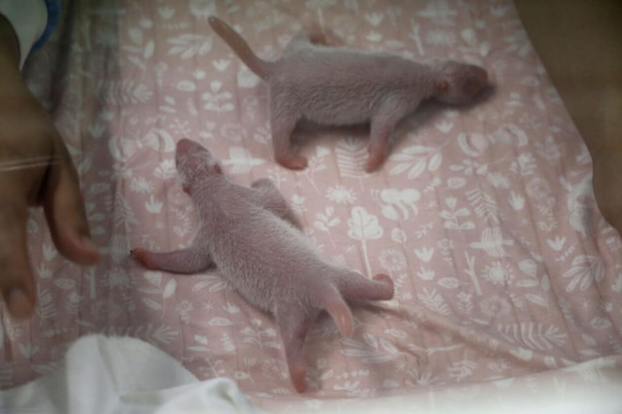 In this photo made available on Friday, Aug. 9, 2019 by Pairi Daiza zoo, two baby giant pandas born on Thursday, Aug. 8, 2019, crawl in their cot at the zoo in Brugelette, Belgium. Pairi Daiza announced the birth of twin baby Giant pandas, a species considered vulnerable by nature preservation groups, to mother Hao Hao, a panda loaned to the park by China in 2014.